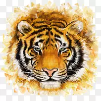 虎猫科绘画插图-虎