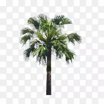 槟榔科植物亚洲棕榈景观-棕榈树