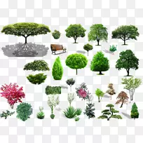 乔木灌木景观-植物材料