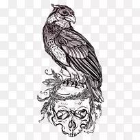 猛禽-猫头鹰画纹身.鹰头骨插画材料