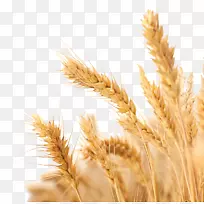 小麦收获作物-小麦