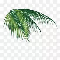 椰子叶-椰子叶
