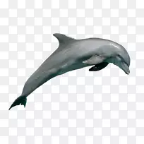普通宽吻海豚粗齿海豚批发短喙普通海豚图库溪海豚