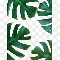 粉红色绿色壁纸-香蕉叶装饰性边框