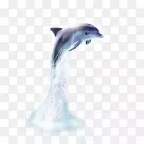 海洋海豚鲸鱼海豚