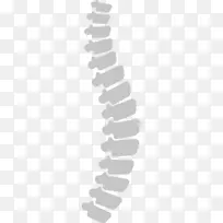 脊柱人体-人体脊柱