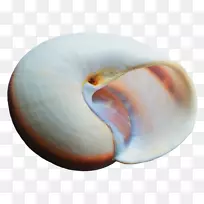 图标-海壳