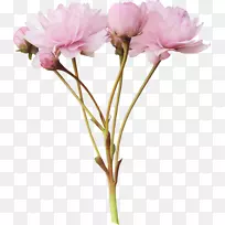 粉红花牡丹剪贴画-粉红色花