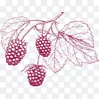 葡萄铅笔-蔓越莓素描