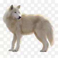 加拿大爱斯基摩犬格陵兰犬阿拉斯加冻原狼