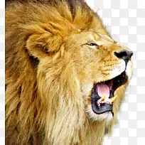 狮子猫-狮子咆哮png免费下载