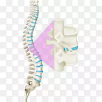 背痛，脊柱，人背脊髓.脊柱的载体白骨