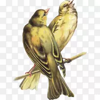 形神与声音：声音教育的基础-鸟类合唱团绘画