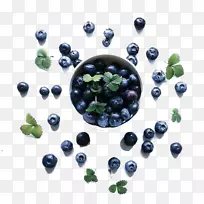 蓝莓果实-蓝莓