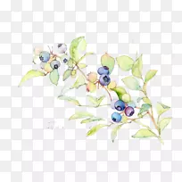 水彩画蓝莓插图水彩画蓝莓