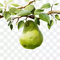 梨膳食补充剂b维生素食物梨果