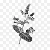 中药生药薄荷
