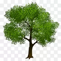 树木绿色剪贴画-树木剪贴画