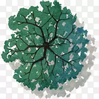 乔木图-涂上绿色树冠