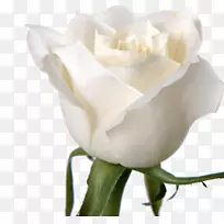 玫瑰花白墙纸-白玫瑰