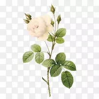 苔藓玫瑰花植物学插图-白玫瑰