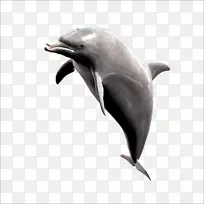 短喙普通海豚斑纹海豚鲸鱼海豚