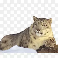雪豹狮子雪山躺在懒散的雪豹上