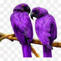 鸟类鹦鹉-紫色鹦鹉