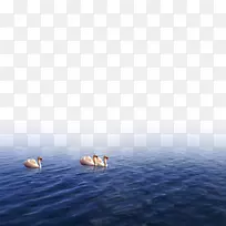 鸟天海水壁纸-天鹅