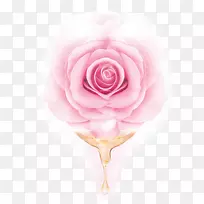 花园玫瑰、蜈蚣玫瑰、沙滩玫瑰、粉色精油-粉红色玫瑰精油
