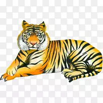 虎猫须野生动物插图-黄虎