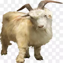 尼日利亚矮山羊侏儒山羊野性山羊侏儒山羊