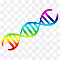 DNA核酸双螺旋夹ART-dna载体