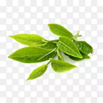 绿茶叶提取物-绿茶透明PNG