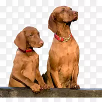 苏格兰猎犬、斗牛犬、猫、马-两只狗
