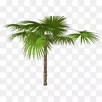 槟榔科树木图像解析剪贴画-丛林树PNG免费下载