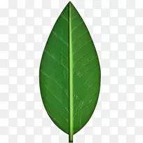 秋叶彩色剪贴画-叶图