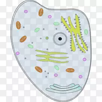 植物细胞生物学剪贴画-细胞剪贴画