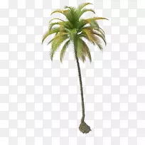 椰子树-椰子树PNG文件