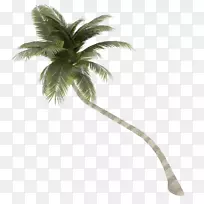 椰子树-椰子树透明背景