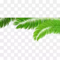槟榔科棕榈叶手稿剪贴画-棕榈枝装饰PNG剪贴画图像