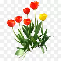 英迪拉甘地纪念郁金香花园剪贴画-郁金香PNG透明图像