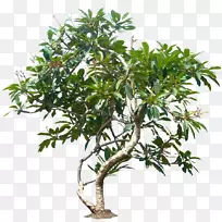 黑杨乔木植物红杉-丛林树PNG档案