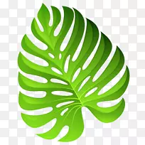 植物插花艺术-异国情调绿色植物装饰