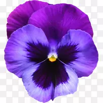 紫罗兰花紫剪贴画-紫罗兰照片