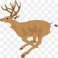 白尾鹿夹艺术-鹿捕食