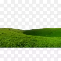 草地生态系统绿色壁纸场PNG PIC