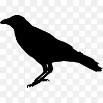 乌鸦普通乌鸦-乌鸦鸟PNG透明图像