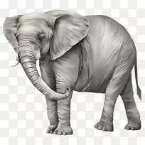 大象剪贴画-大象图片