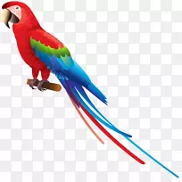 鸟类真鹦鹉亚马逊鹦鹉剪贴画-鹦鹉PNG图像